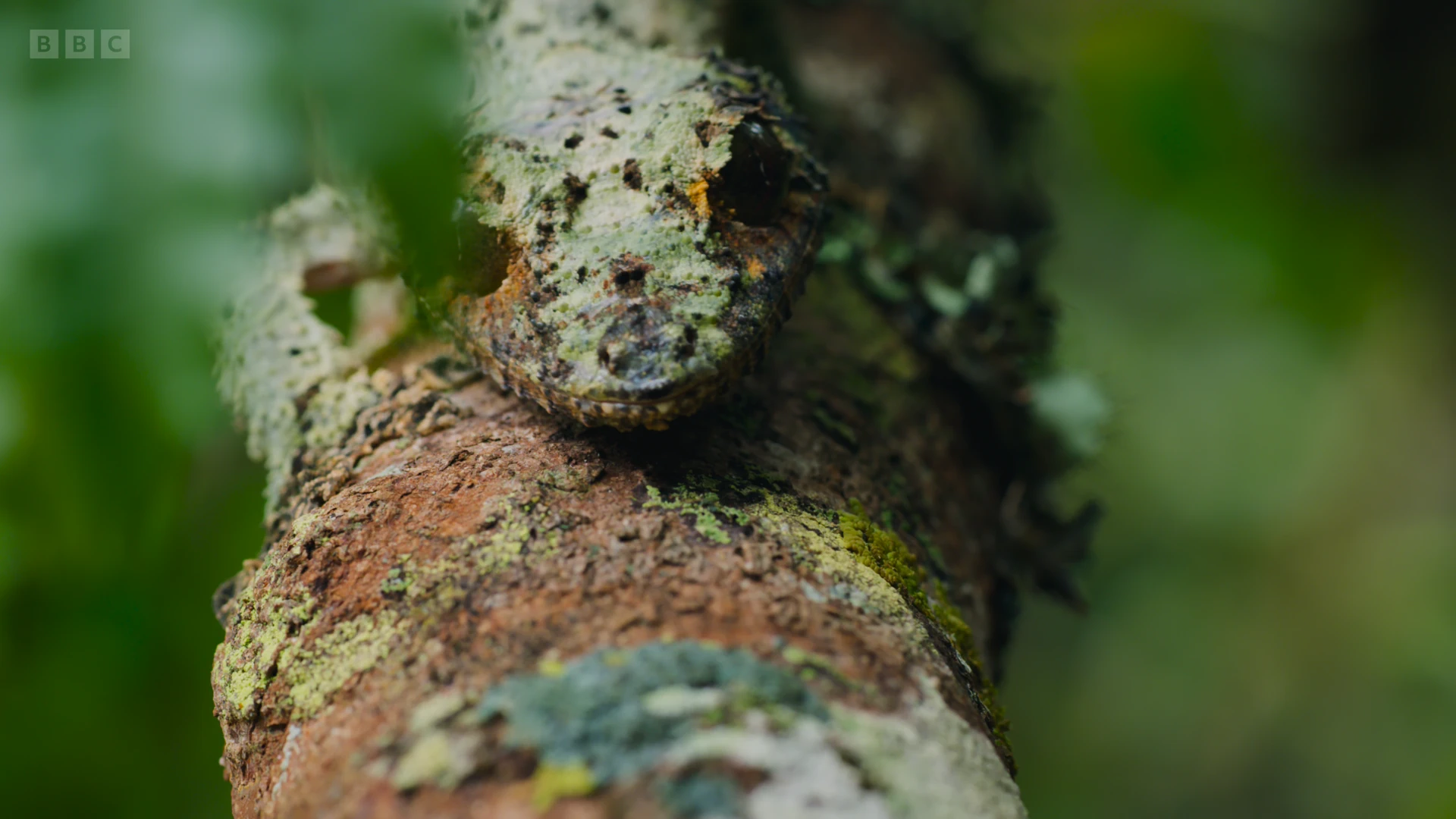 Leaf tailed gecko sp. ([genus Uroplatus]) as shown in Planet Earth II - Jungles